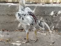 Chickens — Foto 3