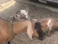 बकरी, Czech Brown Shorthaired goats — फ़ोटो 3