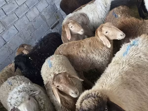 گوسفند