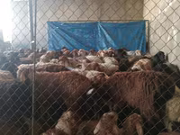 公羊, Sheep — 照片 2
