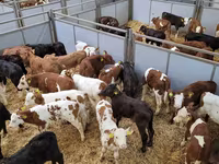 公牛, Holstein breed — 照片 4