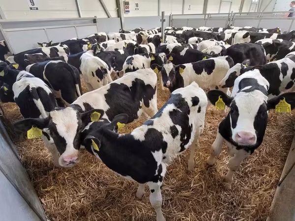 Bulle, Holstein-Rasse