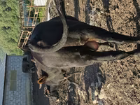 公牛, Cattle — 照片 6