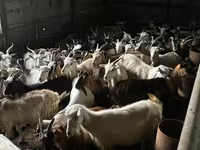 公牛, Cattle — 照片 2