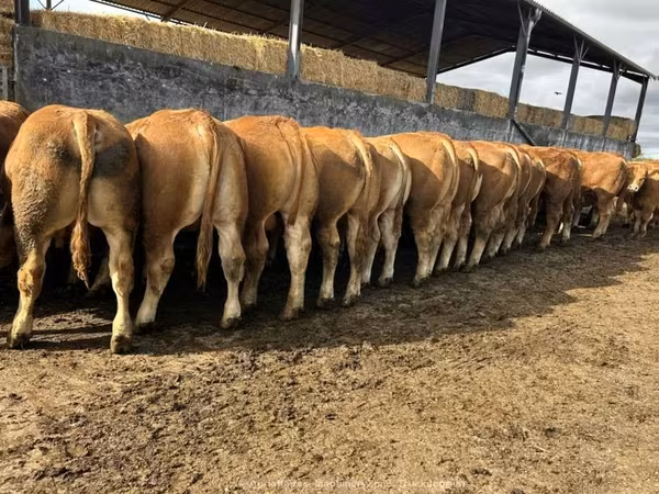 公牛, Limousin cow
