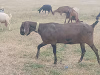 Goat, Nubian Goat — photo 1