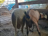 公羊, Lacaune sheep — 照片 2