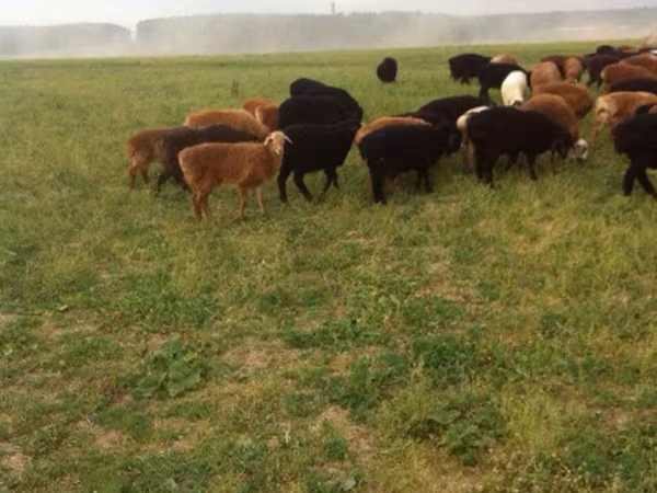母羊, Sheep — 俄罗斯