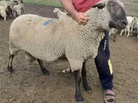 公羊, Hampshire sheep — 照片 3