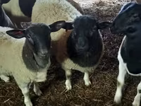 公羊, Dorper sheep — 照片 2