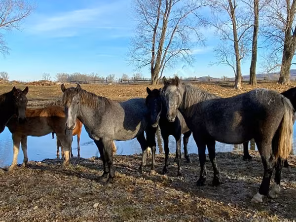 公马, Horses — 俄罗斯