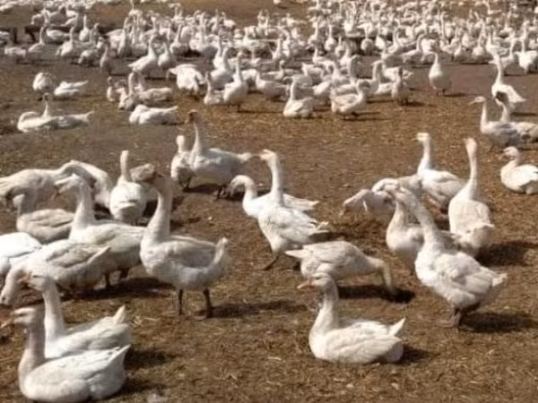 Geese