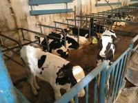 Bulle, Holstein-Rasse — Foto 5