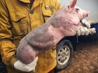 公猪, Pigs — 照片 4