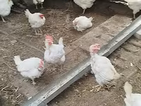 Chickens — photo 1