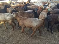 كبش, Edilbay sheep — الصورة 2
