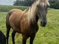 Caballo, Rocky Mountain Horse — foto 3