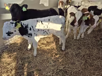 公牛, Limousin cow — 照片 1