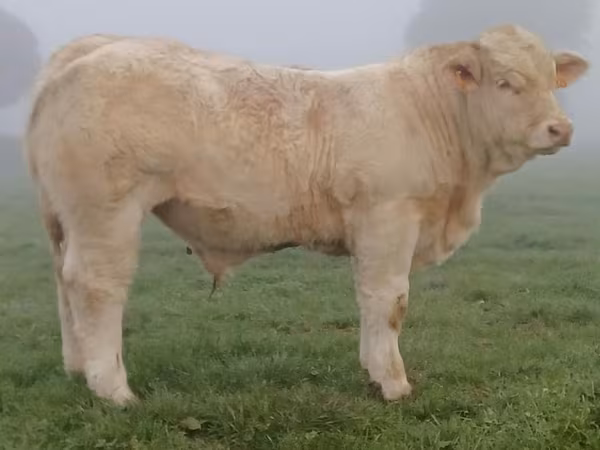 Charolais cattle