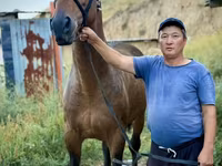 公马, French Trotter — 照片 5