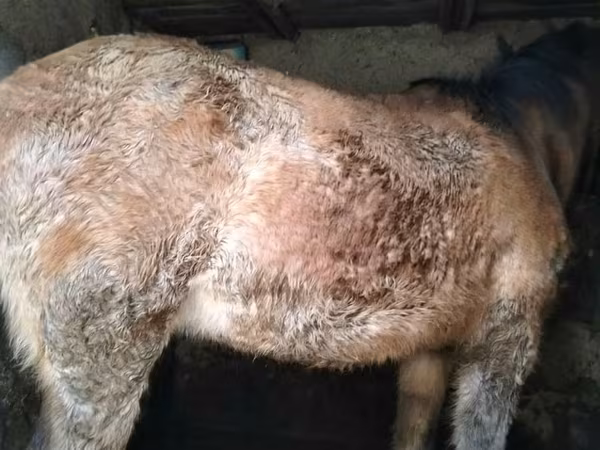 母马, Horses