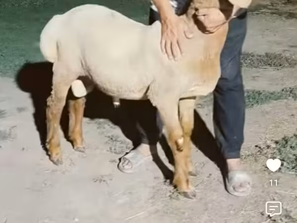 كبش, Arashan sheep — قيرغيزستان