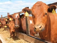 بقرة, Simmental cattle — الصورة 7