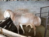 मेढ़ा, Rhon sheep — फ़ोटो 3