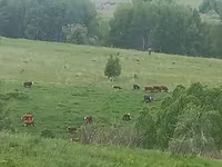 Vaca, Ganado vacuno — foto 7