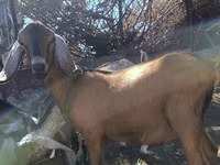 公山羊, Nubian Goat — 照片 1