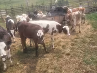 公牛, Cattle — 照片 1