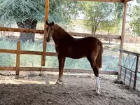 Caballo, Caballos — foto 2
