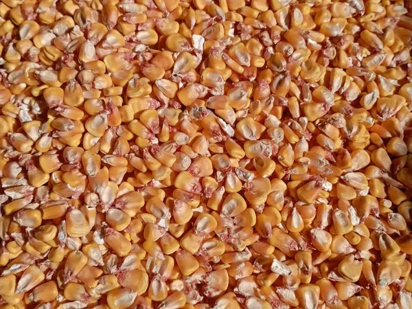Cumpar 10 tone de graunta in saci aduse acasa cu 3 lei/kg