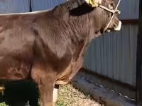 ثور, Swiss cattle — الصورة 2