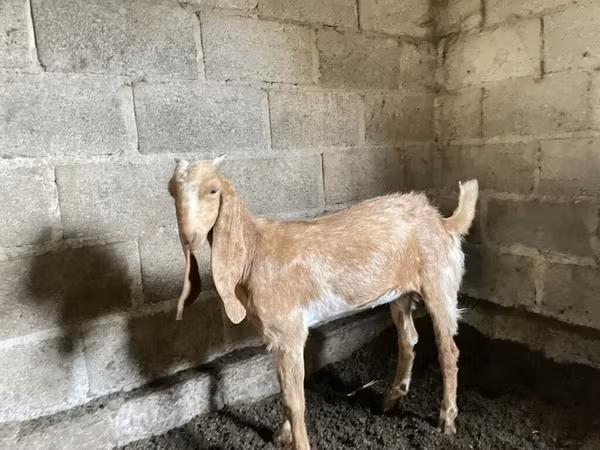 Cabra, Nubian Goat — Kirguistán