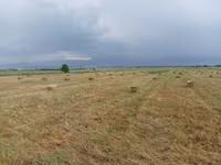 Тюки,сено,пресс чоп,Беде Сено в тюках (прямоугольные кипы) - — फ़ोटो 5