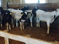 公牛, Cattle — 照片 8