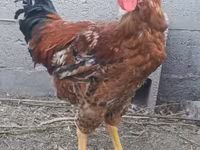 Chickens — photo 2