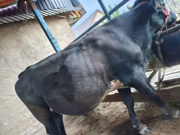 公牛, Cattle — 哈萨克斯坦