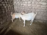 Ziege, Saanen goat — Foto 2