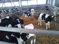 公牛, Holstein breed — 照片 2