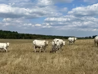 Cow, Charolais cattle — photo 3