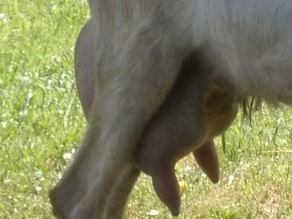 公山羊, Goats