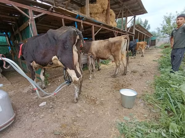 Alatau pasmina