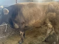 Cow, Cattle — photo 2