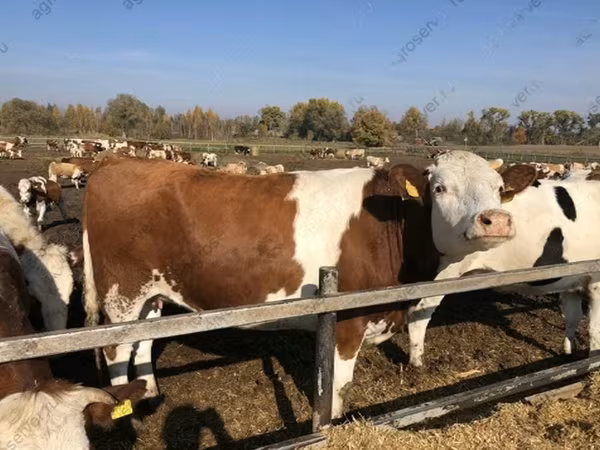 母牛, Red-spotted breed