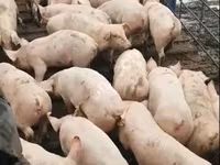 母猪, Pigs — 照片 6