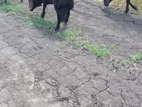 Ram, Baerchuke sheep — photo 2