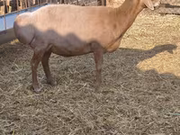 母羊, Baerchuke sheep — 照片 5