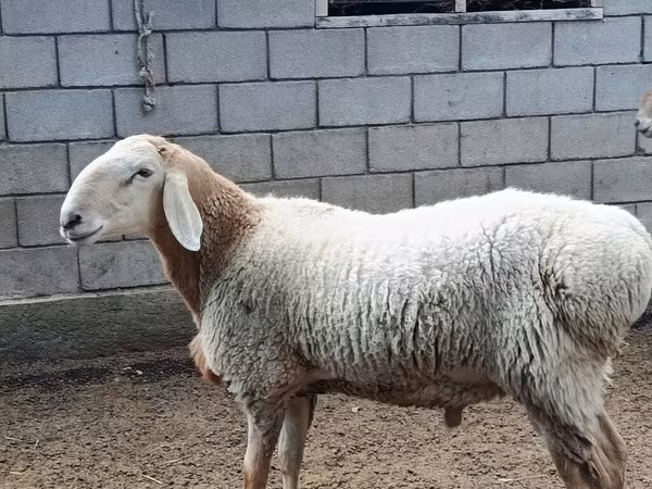 公羊, Arashan sheep — 吉尔吉斯斯坦